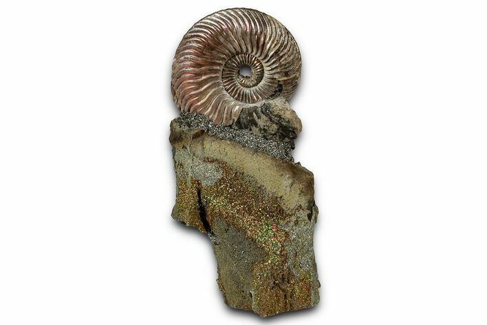 Iridescent, Pyritized Ammonite (Quenstedticeras) Fossil Display #353741